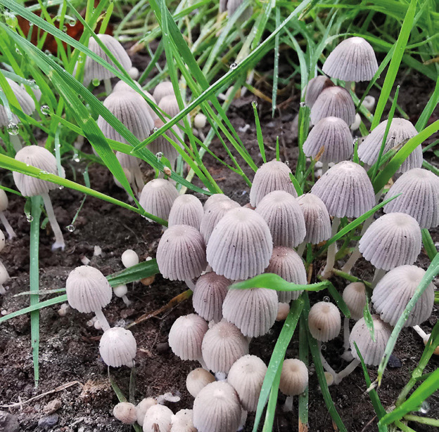 Trooping crumble cap (Coprinellus disseminatus)