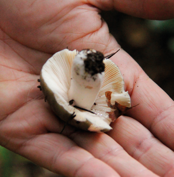 Brittlegill (Russula sp.)