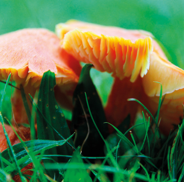 Fibrous waxcap (Hygrocybe intermedia)