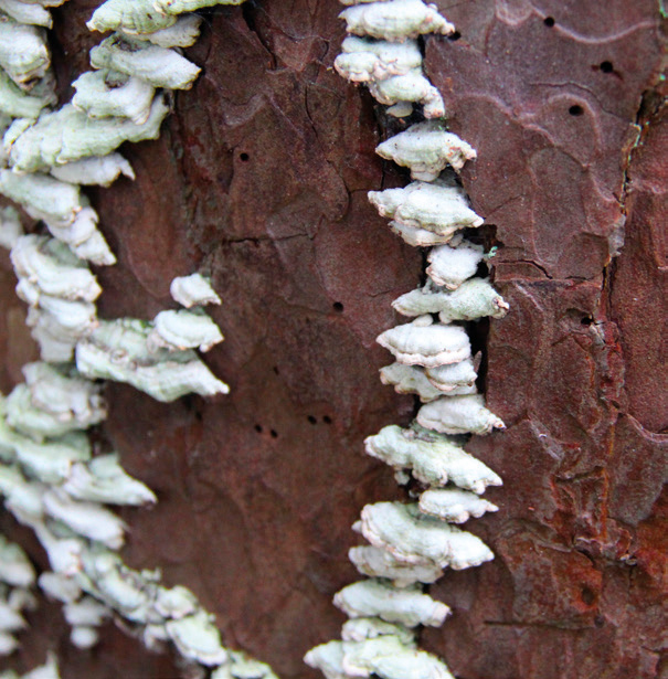 Purplepore bracket (Trichaptum abietinum)