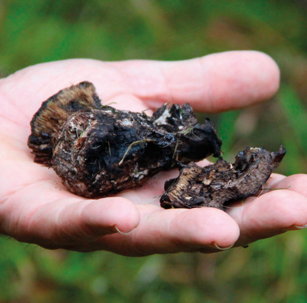 Blackening russula (Russula nigricans)