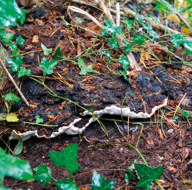 Root rot fungus (Heterobasidion annosum)