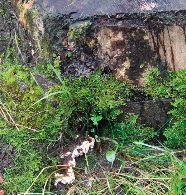 Root rot fungus (Heterobasidion annosum)