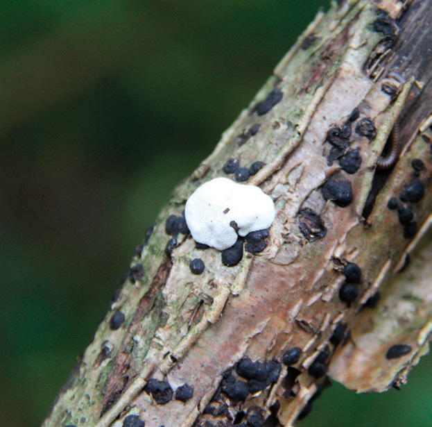 Hazel woodwart (Hypoxylon fuscum)