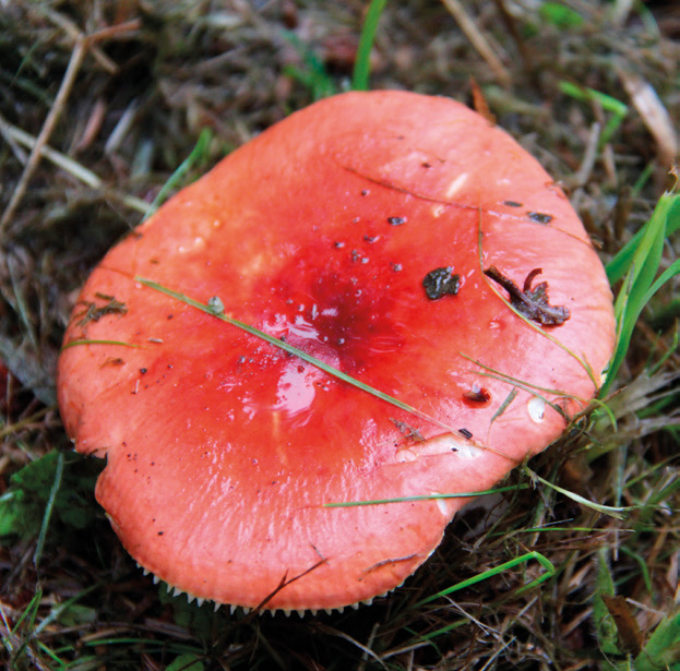 The sickener (Russula emetica)