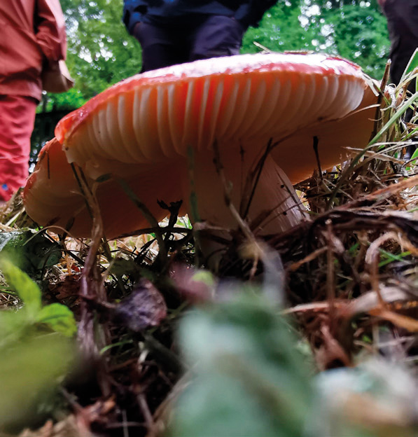 The sickener (Russula emetica)