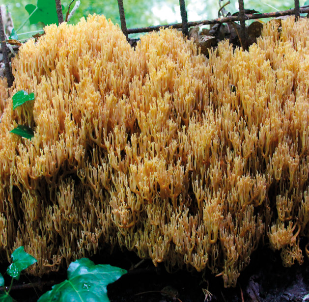 Upright coral fungus (Ramaria stricta)