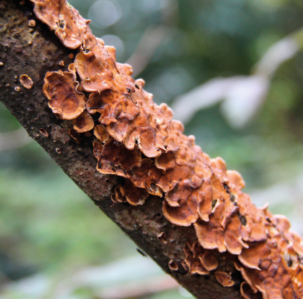 Hairy curtain crust (Stereum hirsutum)