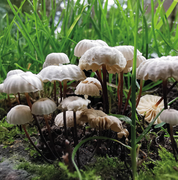 Collared parachute fungi (Marasmius rotula)