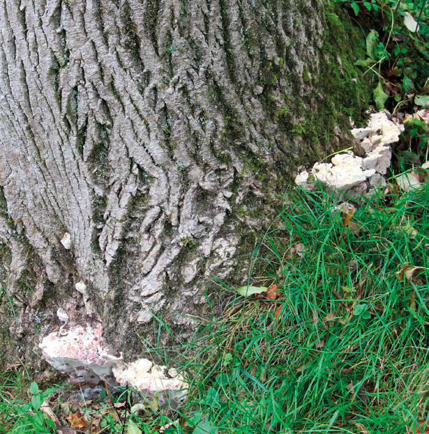 Giant ash bracket (Perenniporia fraxinea)