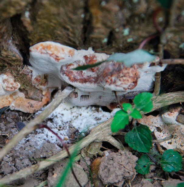 Giant ash bracket (Perenniporia fraxinea)