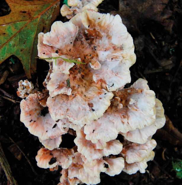 Blushing rosette (Abortiporus biennis)