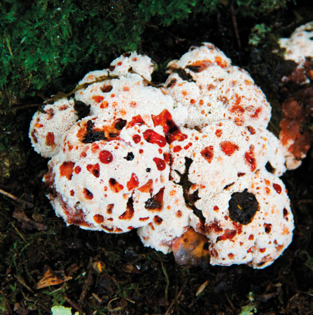 Blushing rosette (Abortiporus biennis)