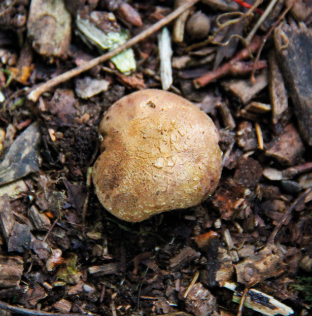 Common earthball (Scleroderma citrinum)