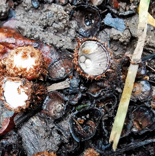 Fluted bird’s nest (Cyathus striatus)