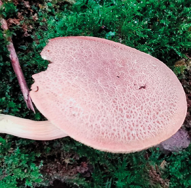 Suede bolete (Xerocomus subtomentosus)