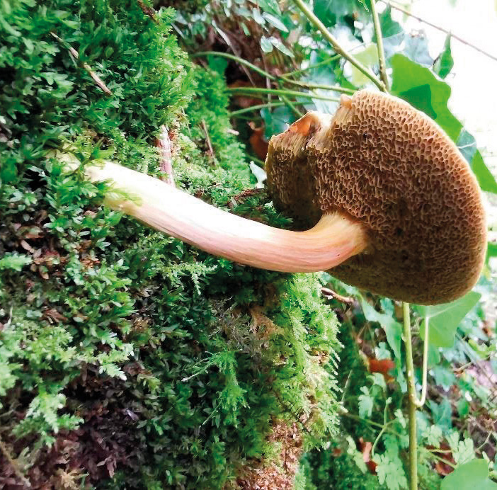 Suede bolete (Xerocomus subtomentosus)