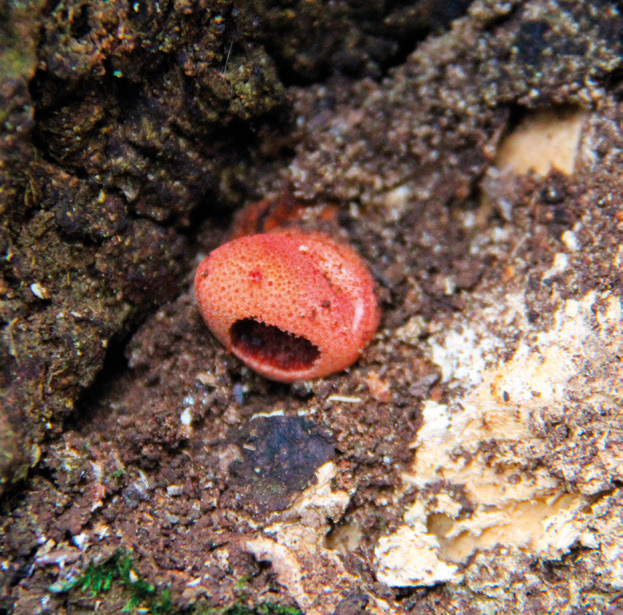 Beefsteak fungus (Fistulina hepatica)