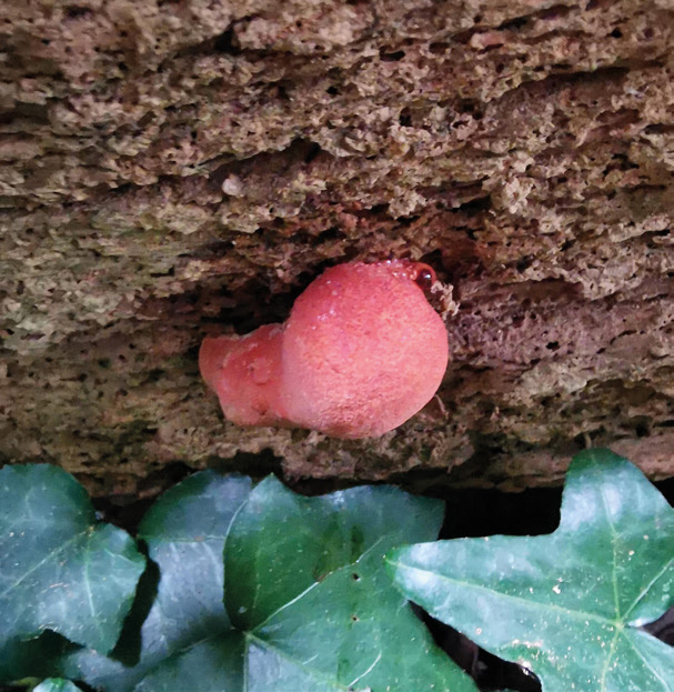 Beefsteak fungus (Fistulina hepatica)