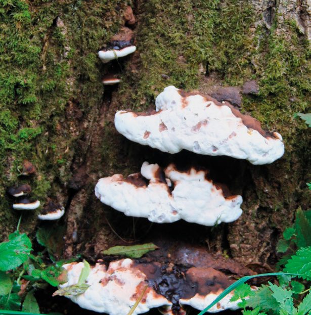 Ganoderma sp.