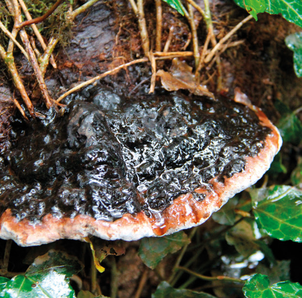 Ganoderma sp.