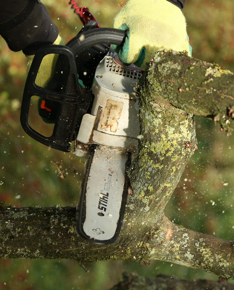 Chainsaw cutting tree