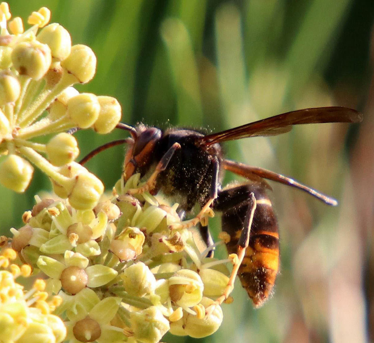 Asian hornet