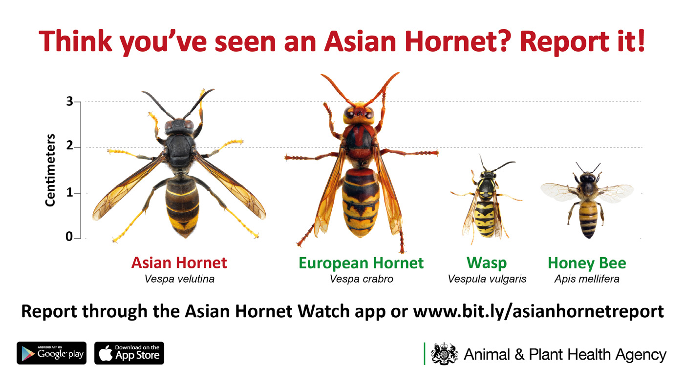 Asian hornet chart