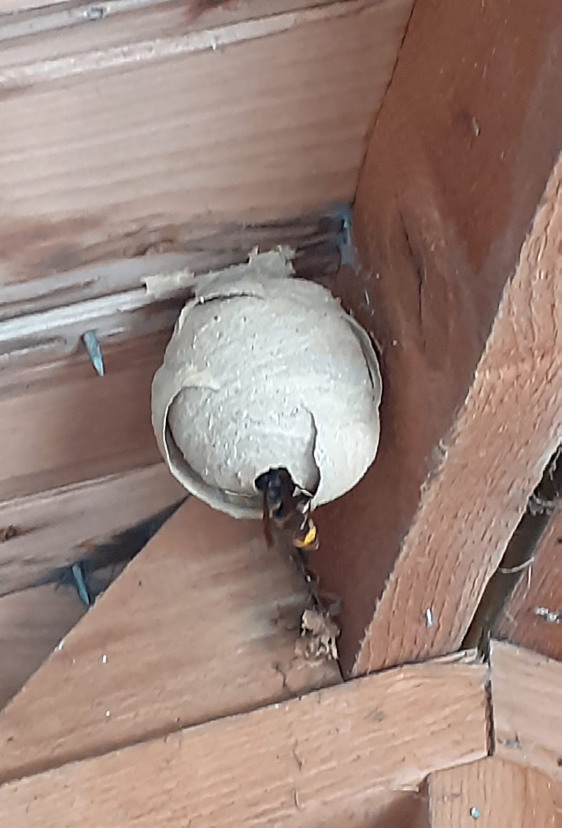 Asian hornet primary nest