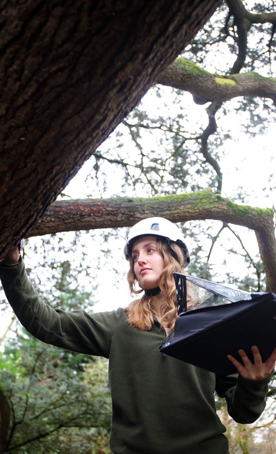 Carrying out tree surveys.