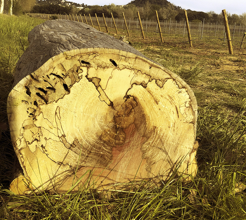Post-failure diagnosis of a plane tree in Var, France, April 2022.