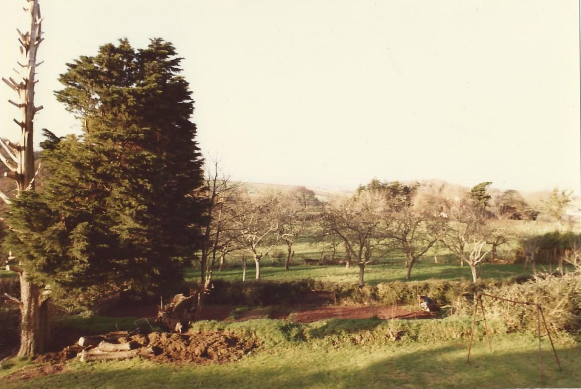 Westerland House, 1984. Monterey cypress (drastically pruned before 1966) and neighbouring cider orchard.