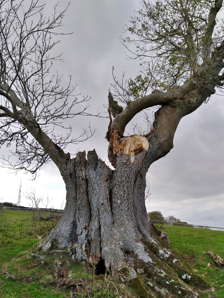 Further stem failure, the Beacon Ash in 2018.