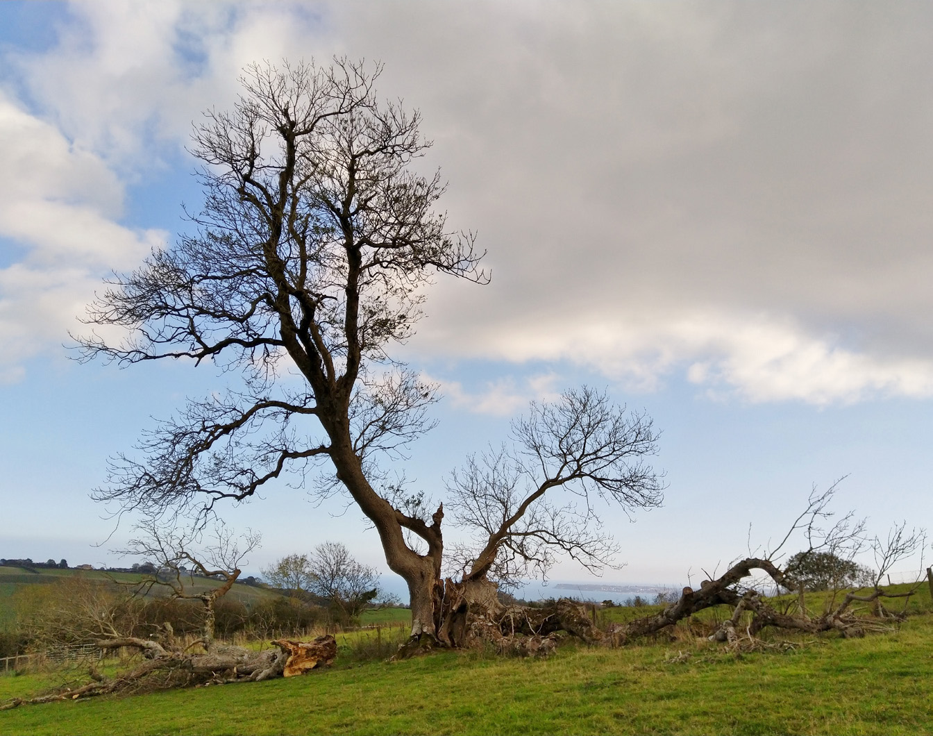 Further stem failure, the Beacon Ash in 2018.