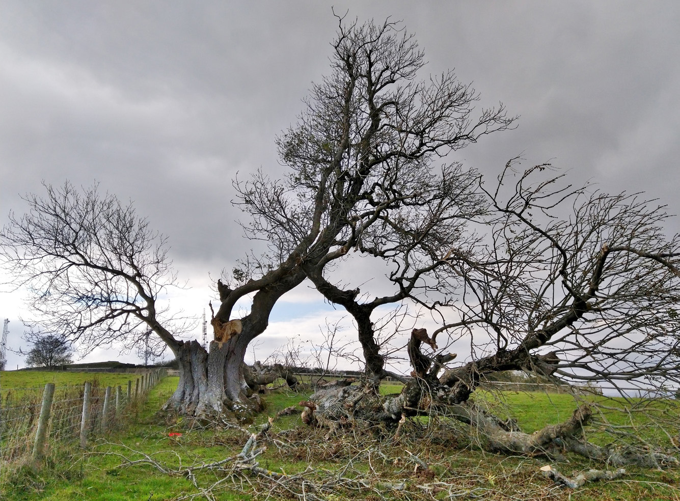 Further stem failure, the Beacon Ash in 2018.