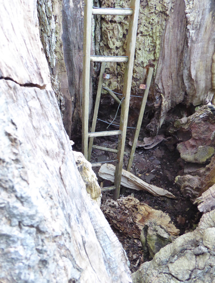 The interior of the Beacon Ash in 2018 with Perenniporia fraxinea.