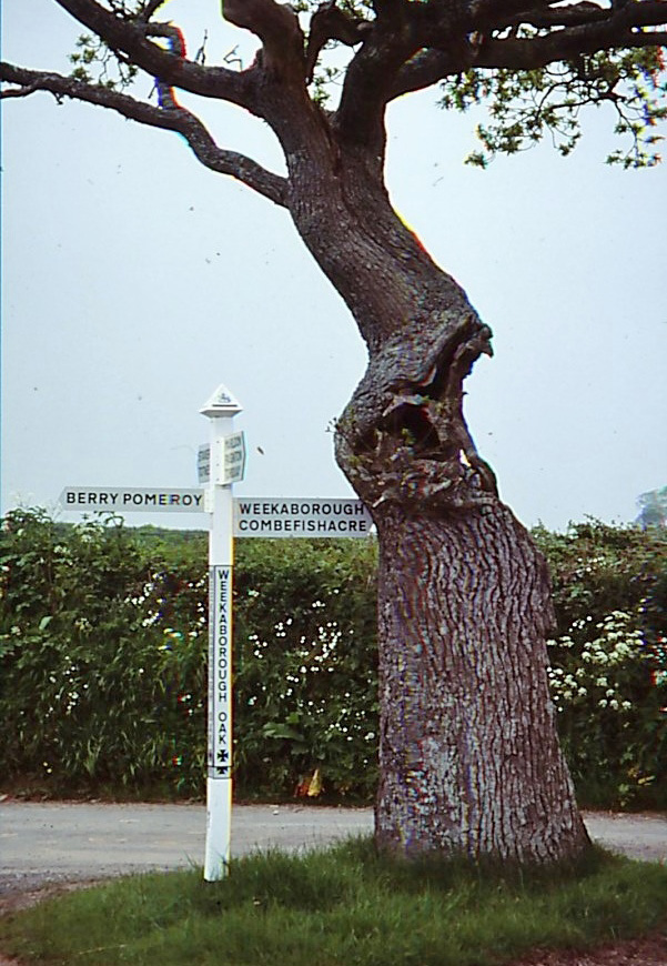 The Hangman’s Oak in 2004. Scanned photo.