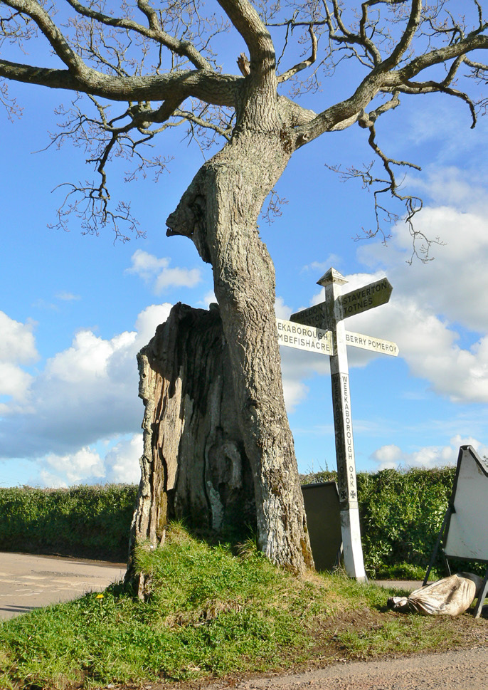 Hangman’s Oak, 2012.
