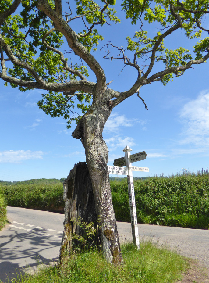 Hangman’s Oak, 2022 – little change in the decade since 2012.
