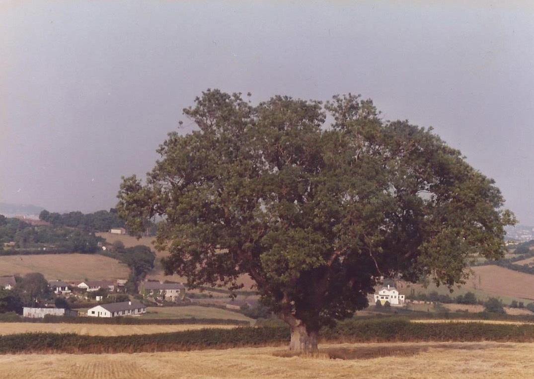 The Beacon Ash, 1984. Scanned photo.