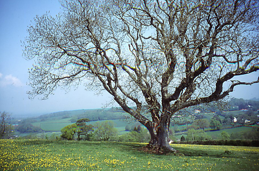 Beacon Ash, c.2005. Scanned slide.