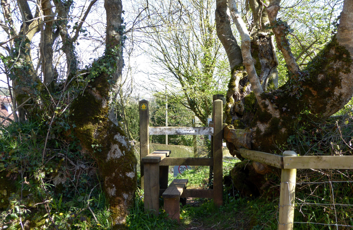 Ancient coppice ash on Beacon Hill with a stile through the centre, 2016.