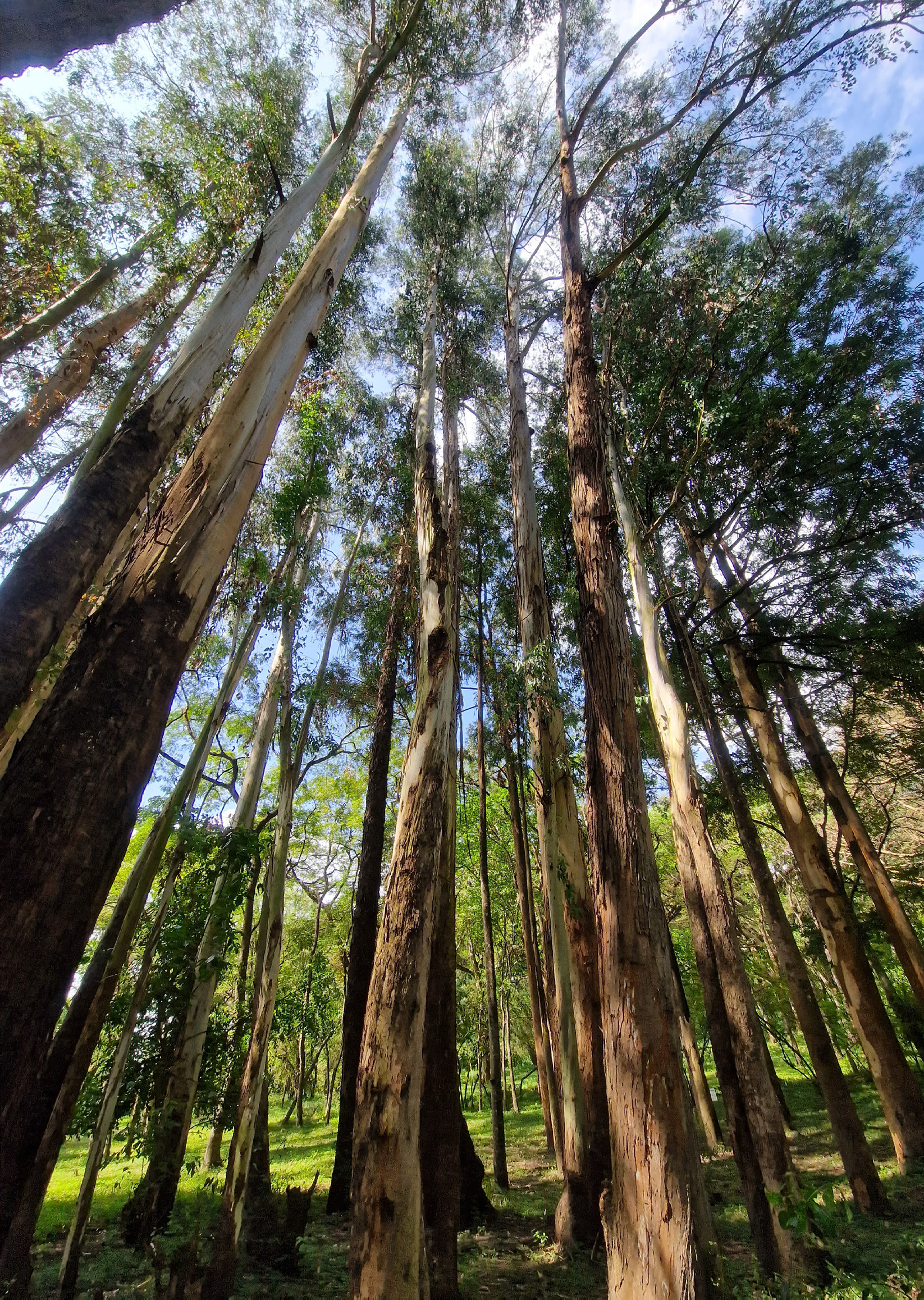 Ethiopia: trees, teaching and teamwork