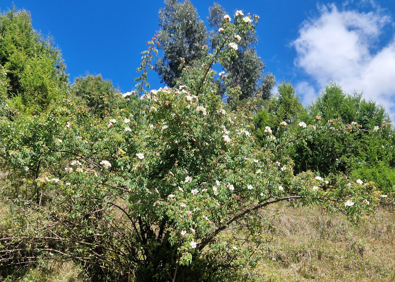 Rosa abyssinica at Gullele Botanical Garden. The species is native to Ethiopia.