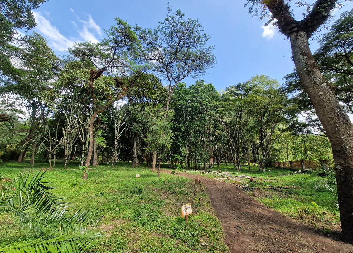 Wondo Genet Arboretum.