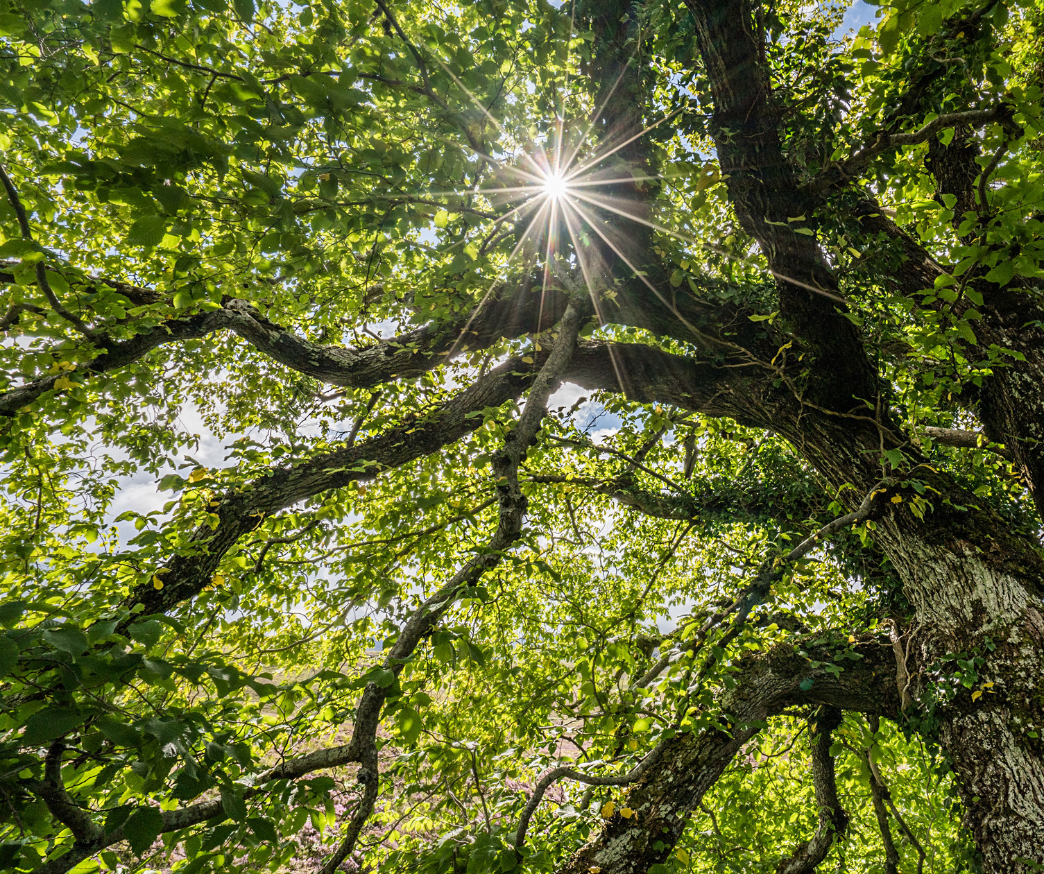 Sunlight streaming through the canopy of an elm. 