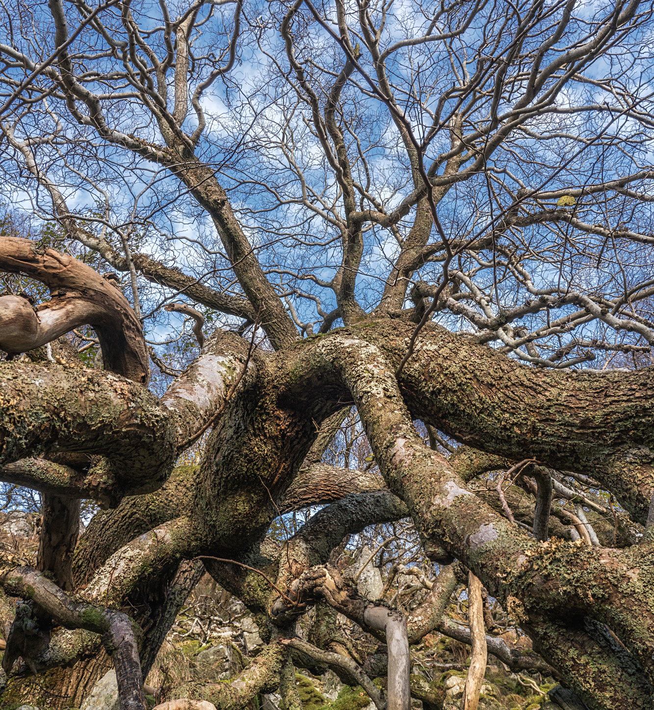The fantastic structure of an elm trunk. 