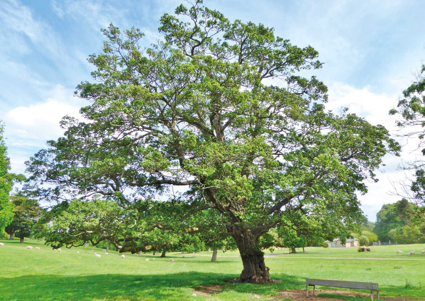 Hopetoun House field maple, Scotland, as featured  in The Queen’s Green Canopy book. (Chris Knapman)
