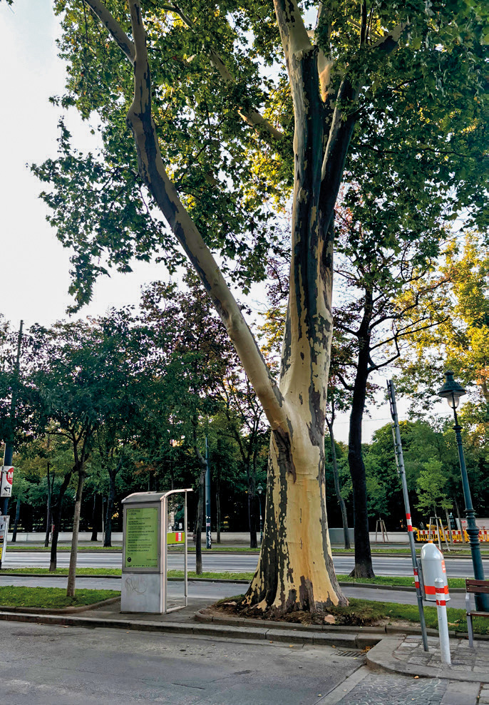 An urban plane in Vienna. (Kevin Frediani)
