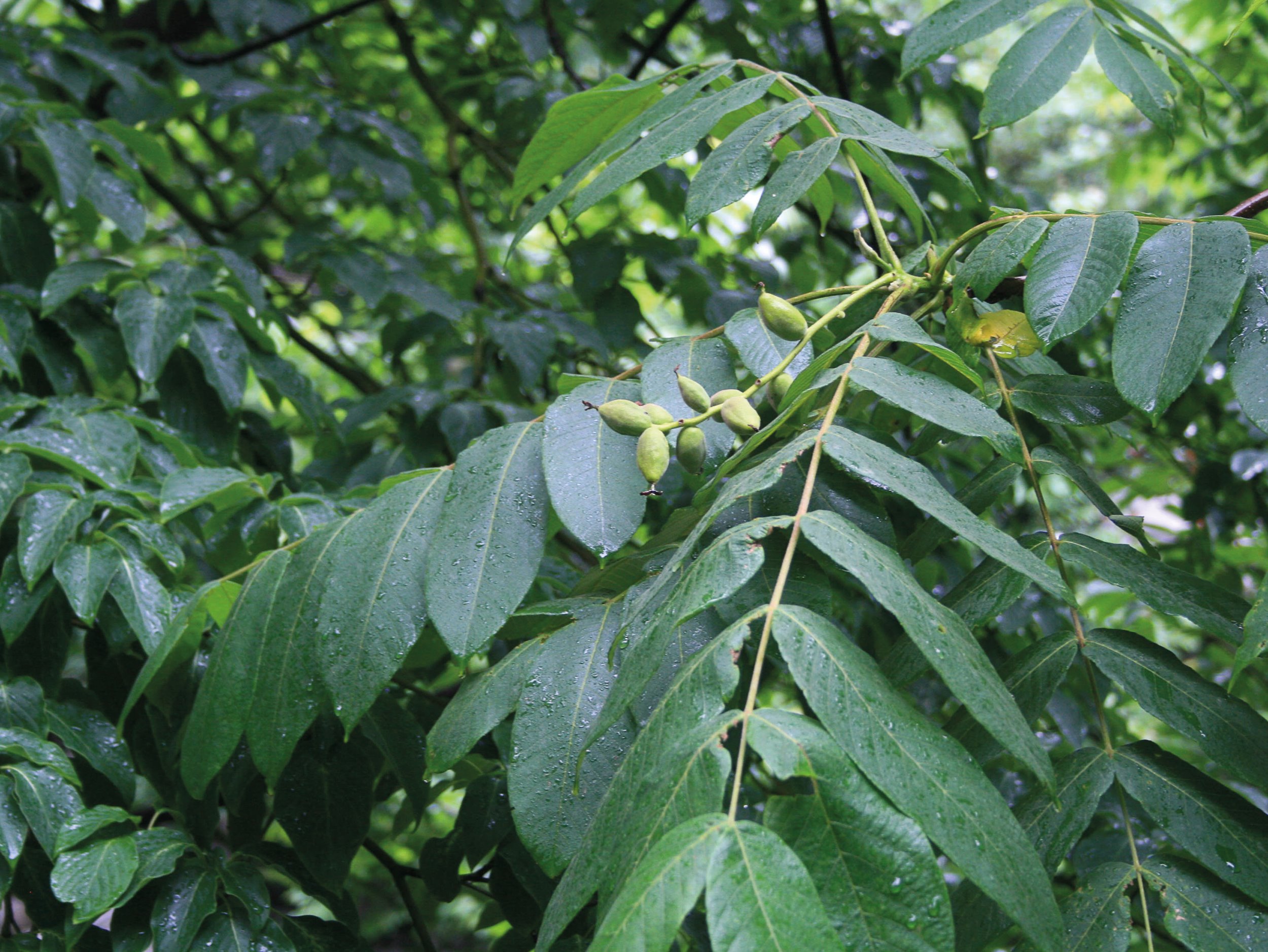 Japanese walnut with incipient fruit set.